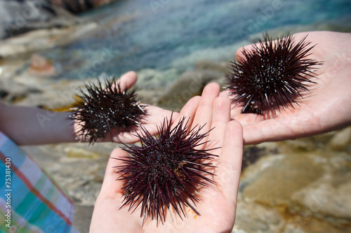 Human hands holding three sea urchins