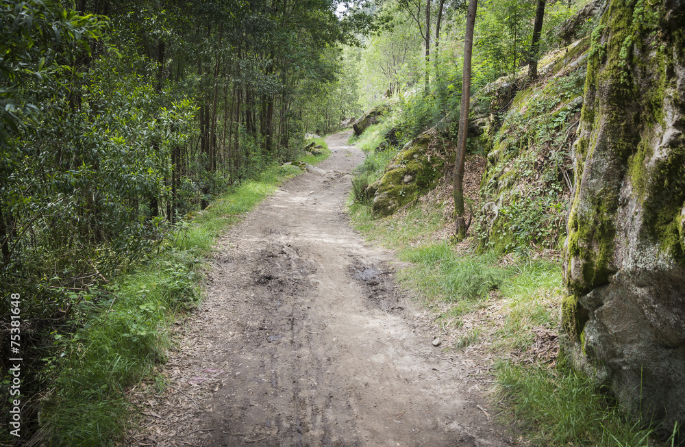 a pedestrian path through the woods a pedestrian path through the woods