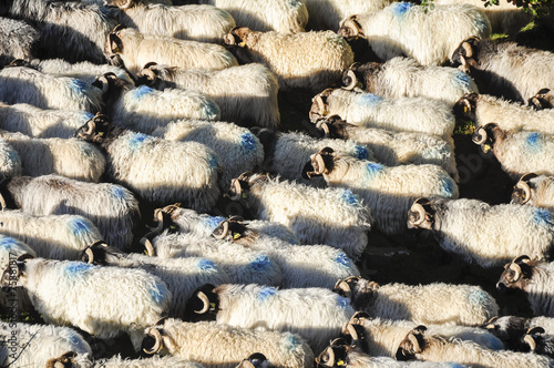 Flock of sheep at Pyrenees, Navarre (Spain) photo