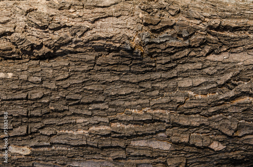 Close up of old bark