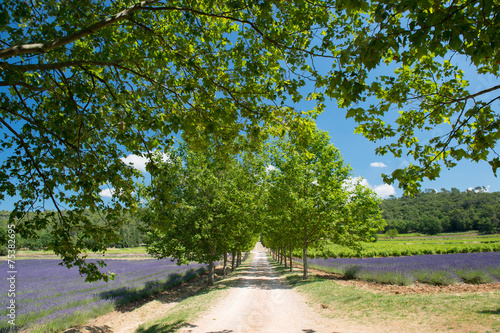 Lane with trees in Lavender field in France