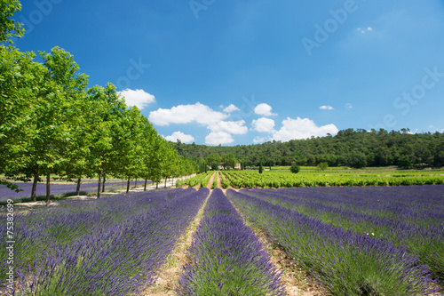 Lavender field and vineyard in France