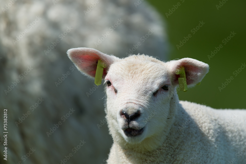 Obraz premium White lamb