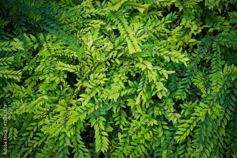 Green leaves for background