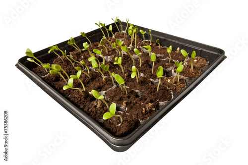 Tray of Young Seedlings Growing Toward The Light