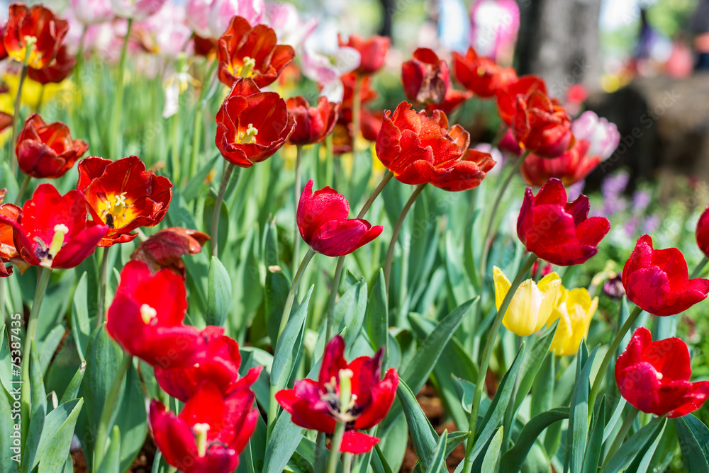 Obraz premium Flower tulips