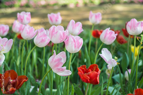 Flower tulips