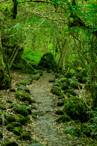 mossy forest in floreana island galapagos