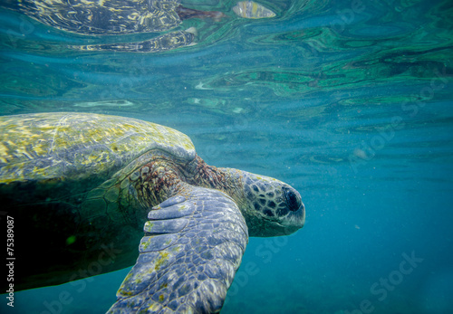 marine turtle swimming underwater