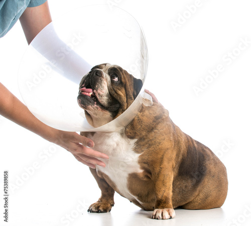 Tableau sur toile veterinary care