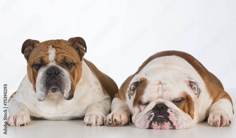 english bulldog son and father english bulldog son and father