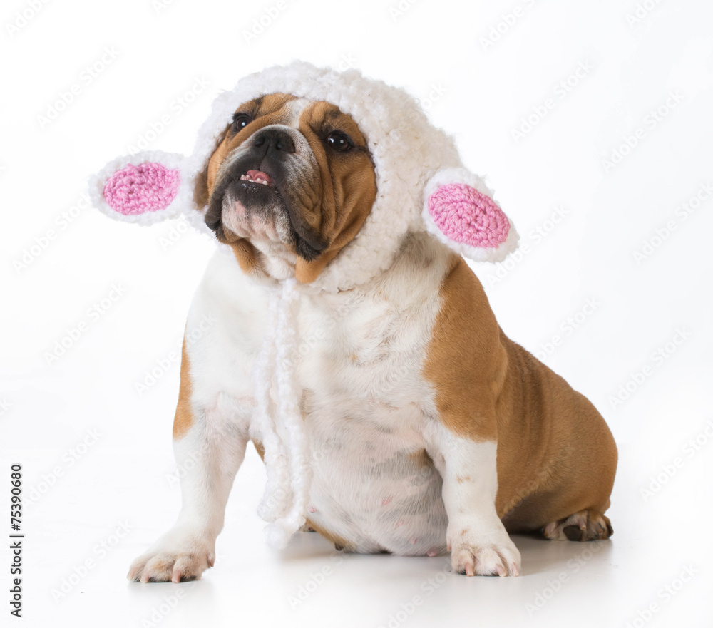Fototapeta premium dog dressed like a lamb