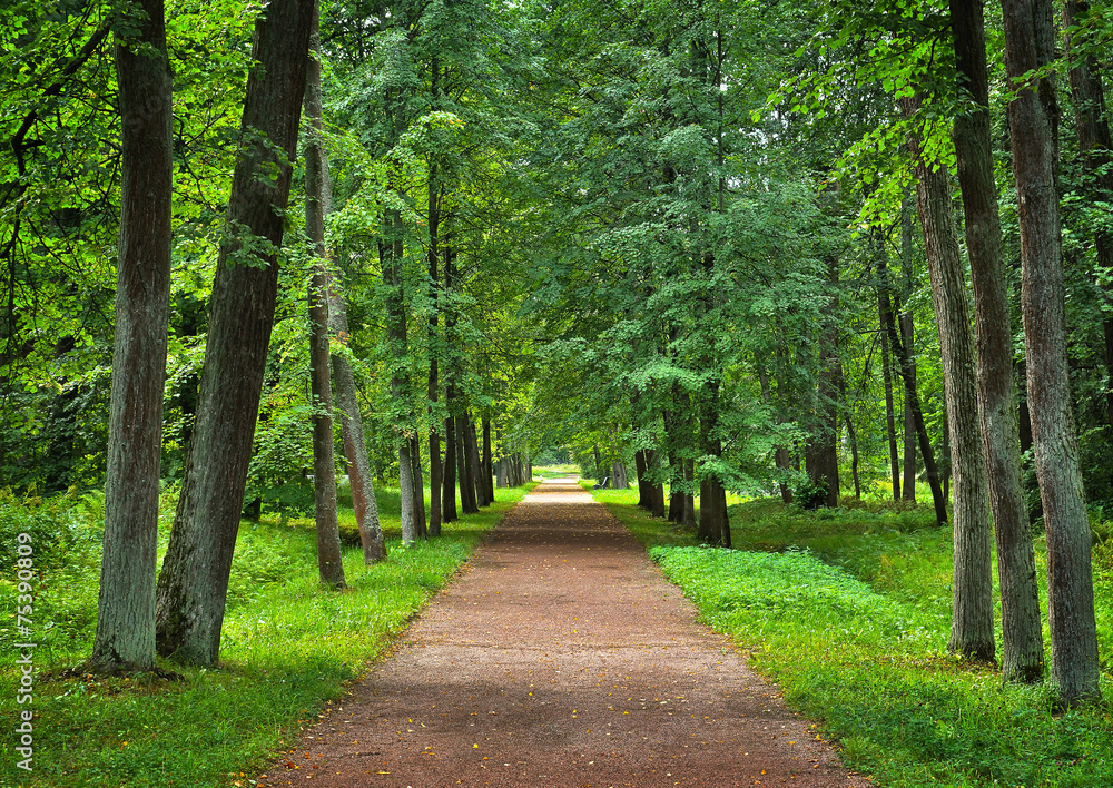 Landscape with empty linden alley in the park Landscape with empty linden alley in the park