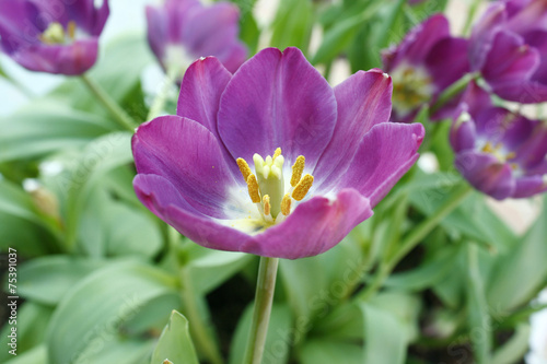 purple tulip with bokeh