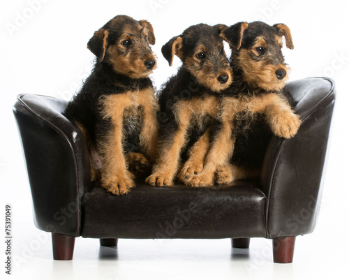 airedale terrier litter