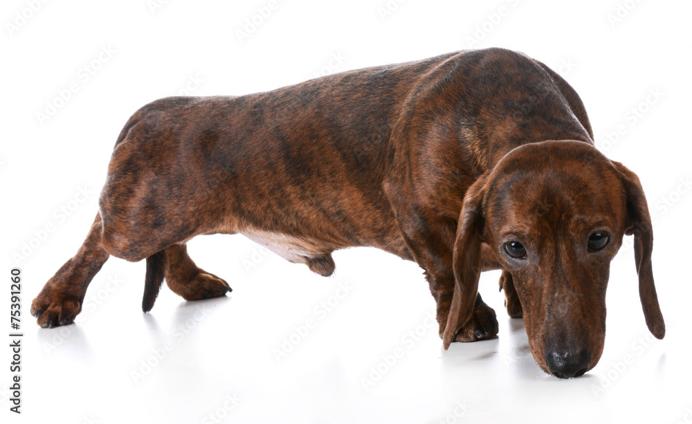 Obraz premium dog sniffing