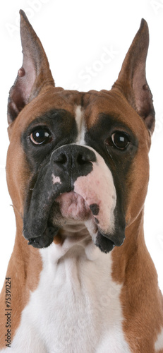 purebred boxer