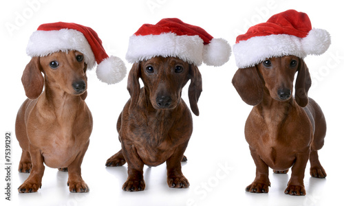 Fototapeta Naklejka Na Ścianę i Meble -  christmas dogs