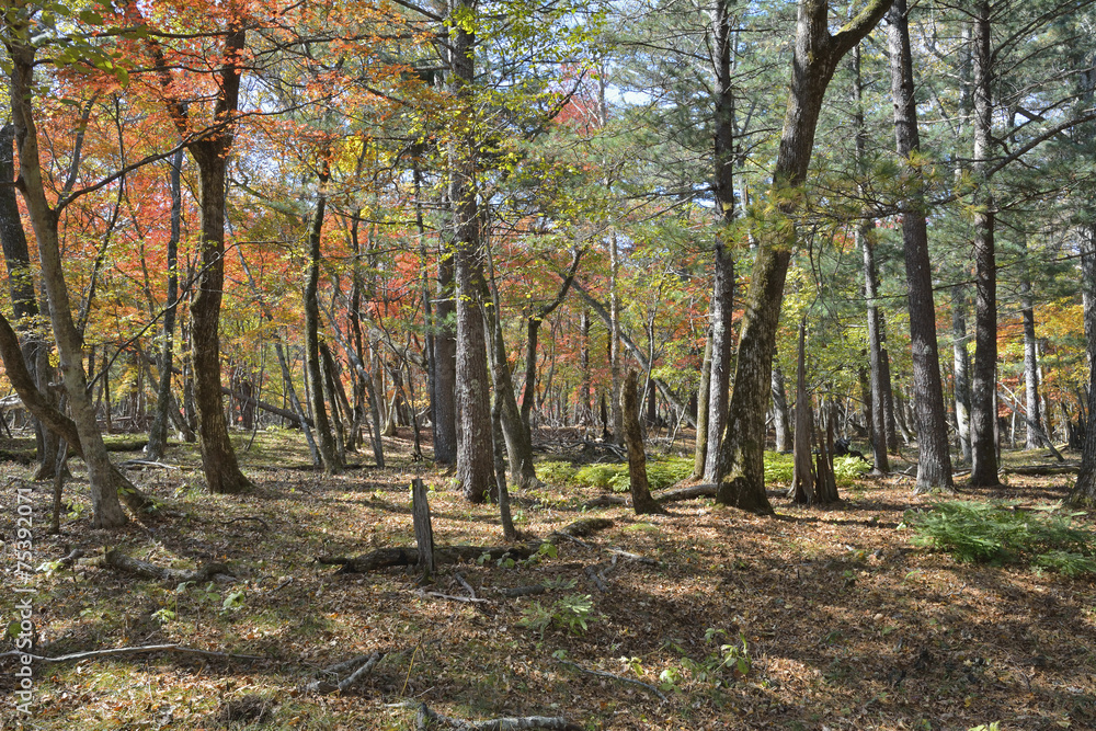 Fototapeta premium Autumn taiga 25