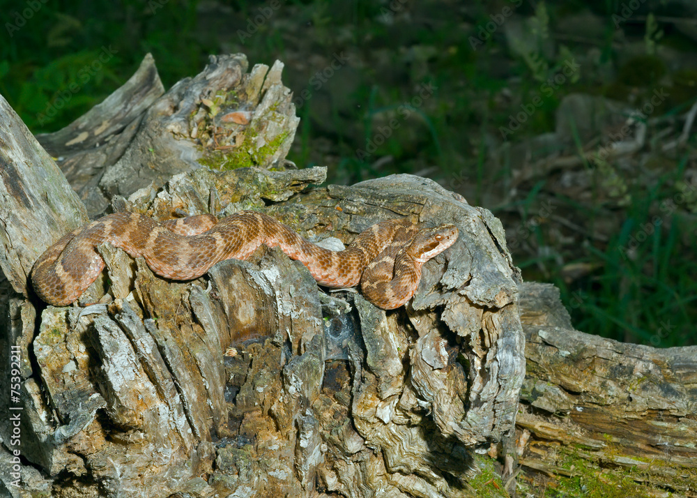 Obraz premium Venomous snake 20