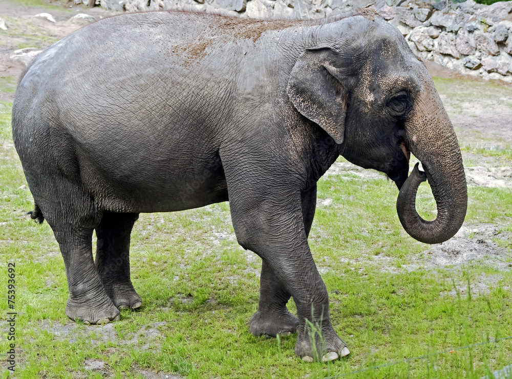 Fototapeta premium African elephant