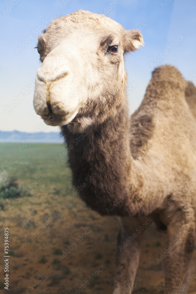 Closeup portrait of stuffed camel