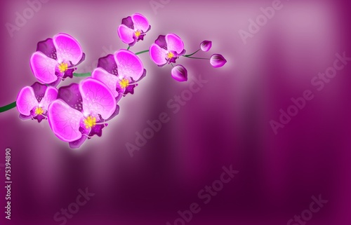 Fototapeta Naklejka Na Ścianę i Meble -  Orchid background