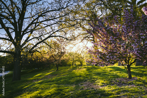 Evening light on colorful trees in Druid Hill Park, Baltimore, M