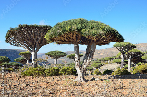 Драконовые деревья в горах Сокотры, Йемен