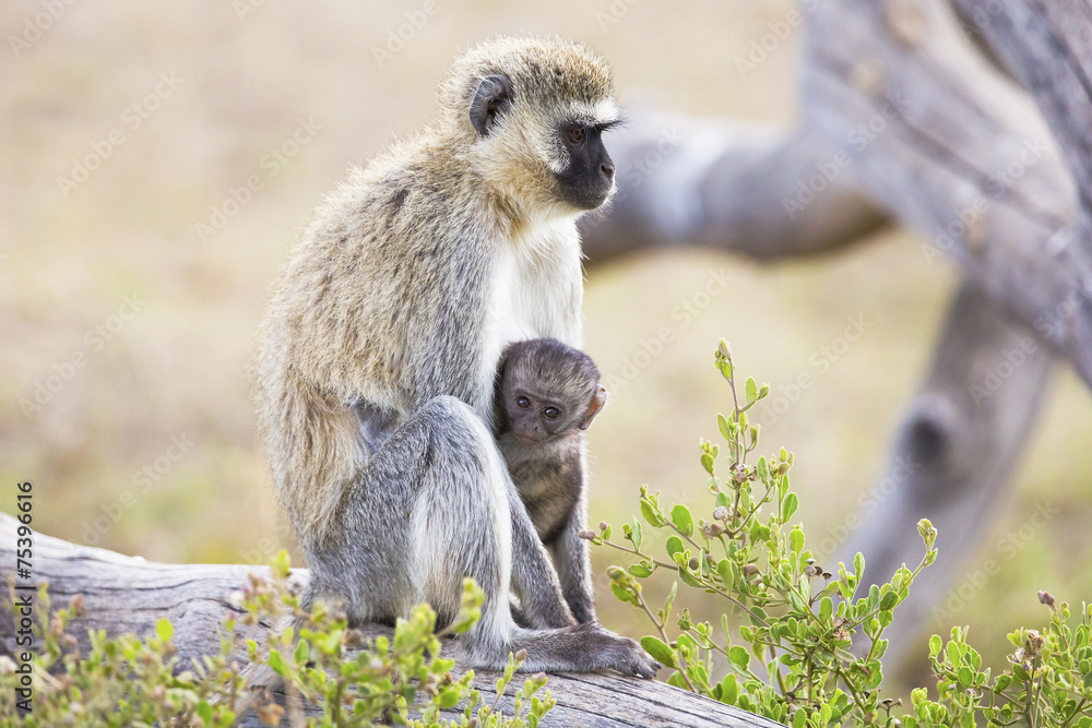 Naklejka premium African monkey and her baby sits together