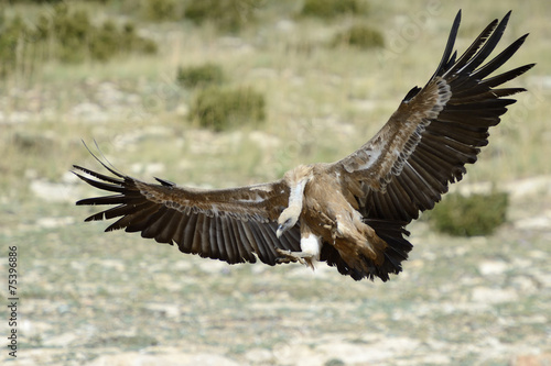 Griffon vulture flying. © andreanita