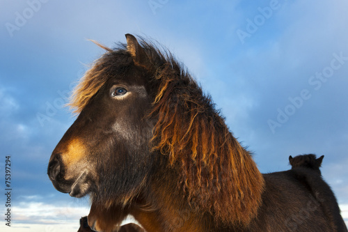 Icelandic Horse (Eguus cabballus) portrait. © andreanita