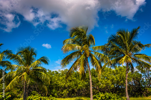 Palm trees at Smathers Beach in Key West, Florida.