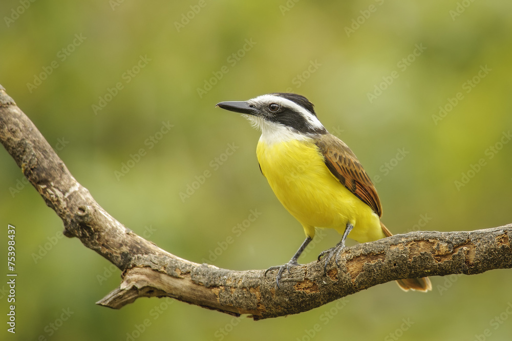Great Kiskadee Great Kiskadee