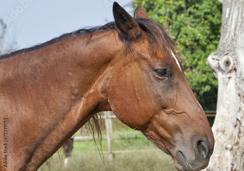 Fototapeta Naklejka Na Ścianę i Meble -  portrait of a brown horse from Tuscany