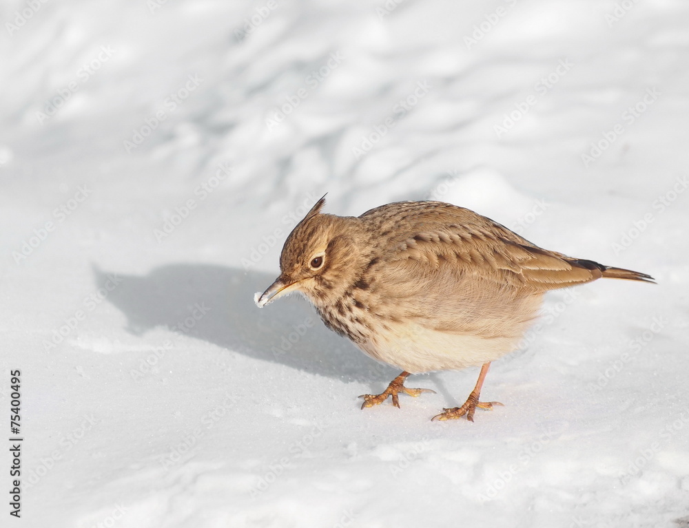 Crested Lark in winter time, Galerida cristata