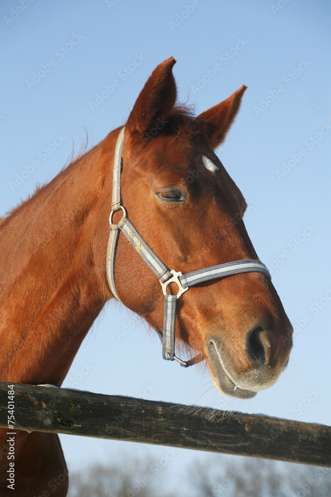 Obraz Portrait of a nice purebred horse winter corral rural scene