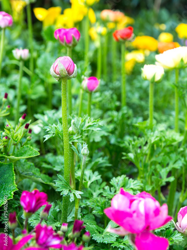 Wallpaper Mural Pink flower bud Torontodigital.ca