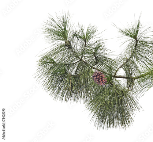 Pine branch with cones isolated on white background photo