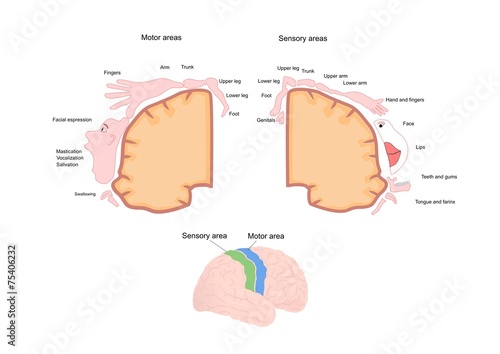 sezione cerebrale, con aree motorie e sensitive (homunculus) photo