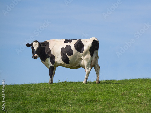 holstein cow on ridge photo