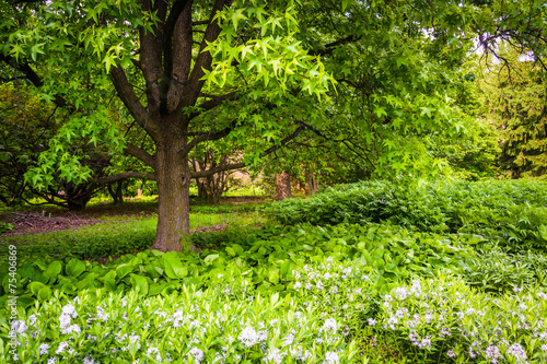 Fototapeta Naklejka Na Ścianę i Meble -  Tree and flowers at Cylburn Arboretum in Baltimore, Maryland.
