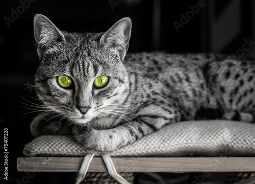 Foto Egyptian Mau with Green Eyes