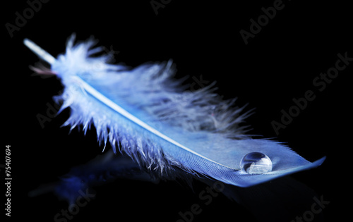 Beautiful feather with water drop on black background