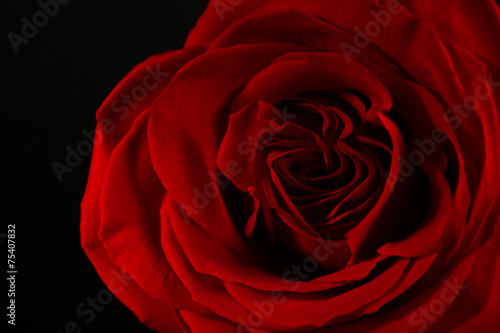 Beautiful red rose close-up