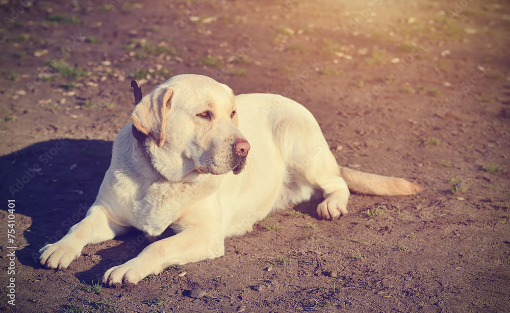 Labrador Retriever dog portrait