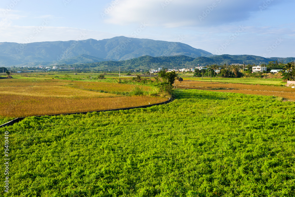 Fototapeta premium Farmland