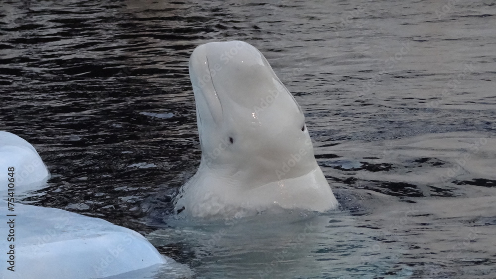 Fototapeta premium Weiser Belugawal.