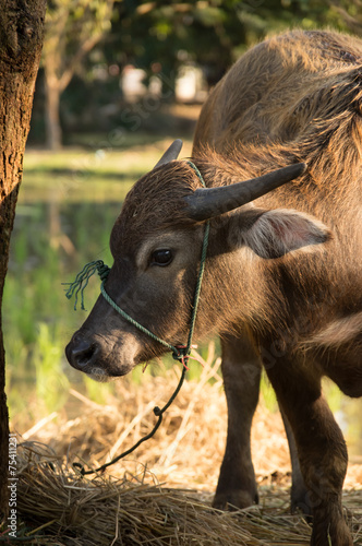 Baby buffalo in farm. photo