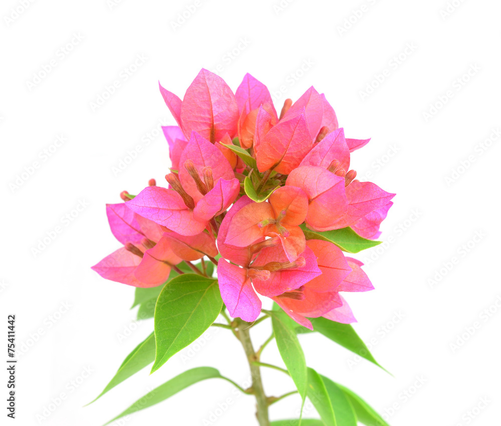pink bougainvillea blooms isolate on white. pink bougainvillea blooms isolate on white.